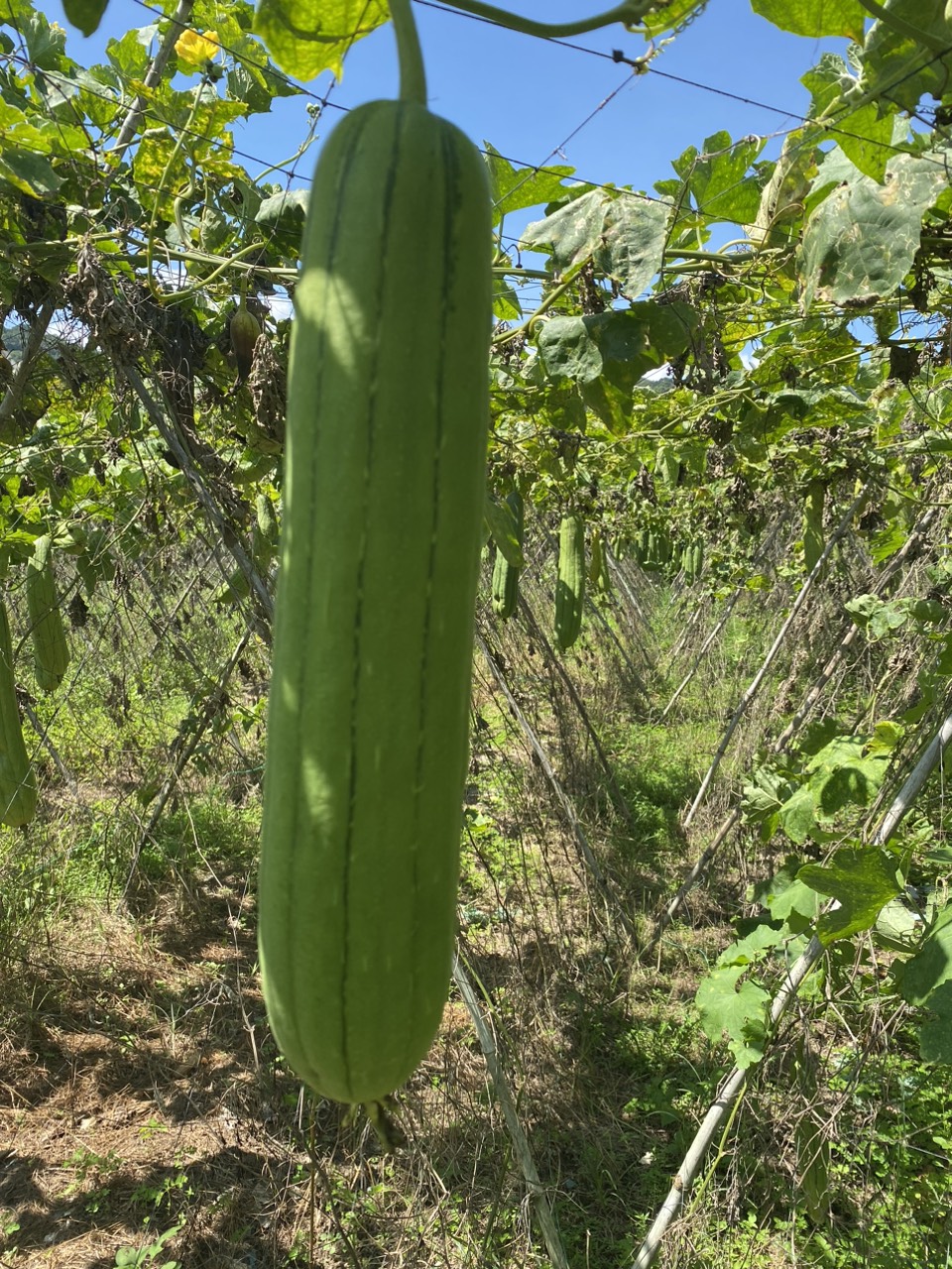 Loofah on the vine — raw material