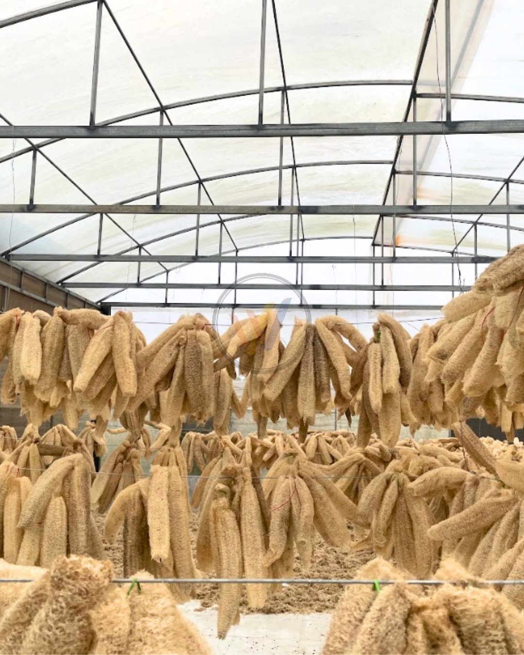 Loofah drying in greenhouse